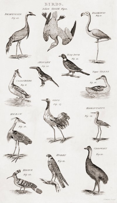 Diferentes tipos de aves de Unbekannt Unbekannt